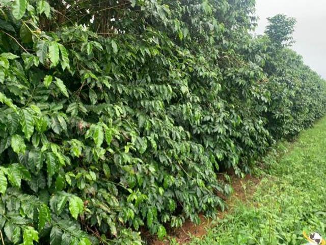 FAZENDA COM 390 HEC DE ALTA PRODUTIVIDADE E CAFÉS ESPECIAIS NA REGIÃO DE PATOS