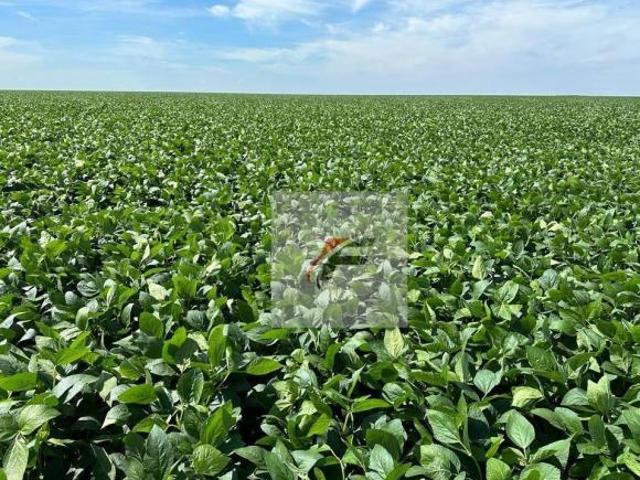 Fazenda com 3 dormitórios à venda, 1355200 m² por R$ 14.000.000,00 Centro Lapa/PR