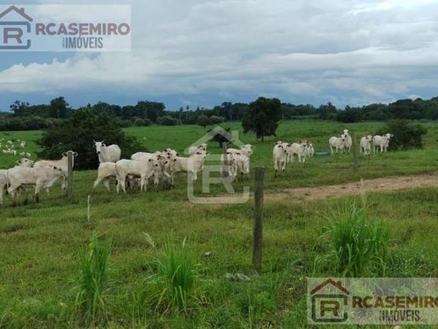 Fazenda com área total de 389 alqueires