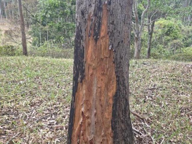 FAZENDA COM EUCALIPTO A VENDA VALE DO PARAÍBA SÃO PAULO* ? Área Total: 216 Alqueires ou 523