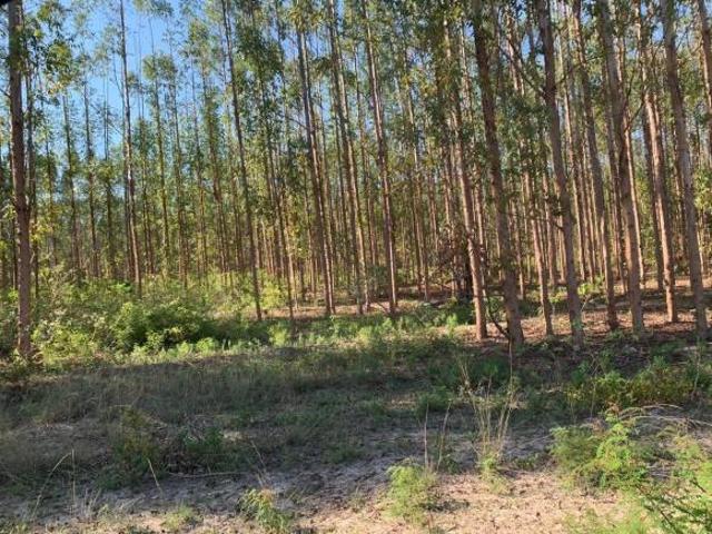 FAZENDA COM EUCALIPTO A VENDA EM MINAS GERAIS MG ? localizada em Brasilândia MG * Área Total