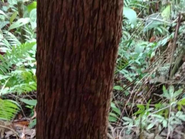 FAZENDA COM EUCALIPTO A VENDA NO VALE DO RIBEIRA REGIÃO DE REGISTRO SP* ? Área Total: 1.867 He