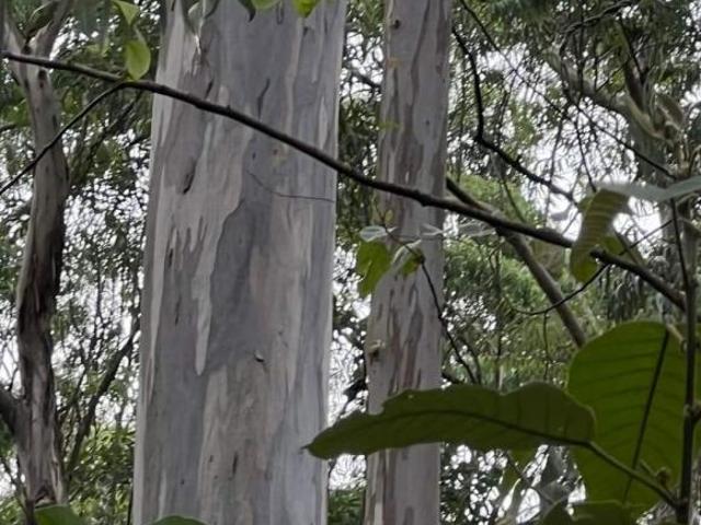 FAZENDA COM EUCALIPTO A VENDA NO ESTADO DE MINAS GERAIS ? ÁREA TOTAL 1.214,67 HECTARES 420 H