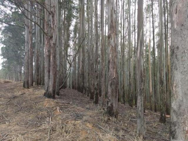 Fazenda com Eucalipto à Venda no Estado de São Paulo – Região de Guaratinguetá A2