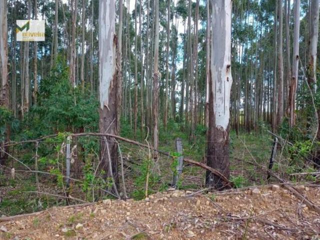 Fazenda com Pinus!