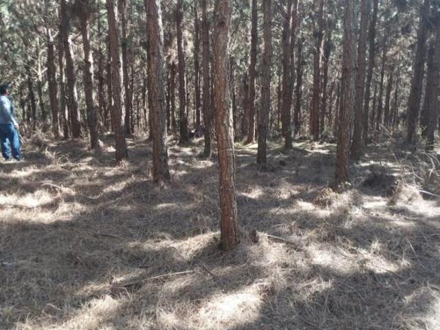 FAZENDA COM PINUS A VENDA NO ESTADO DE SÃO PAULO ? ? Área Total: 100 Alqueires ou 242,63 Hectares