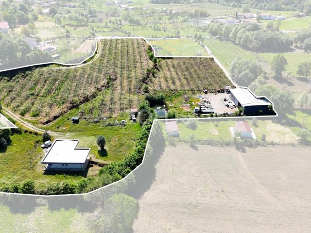 Fazenda com pomar de kiwi