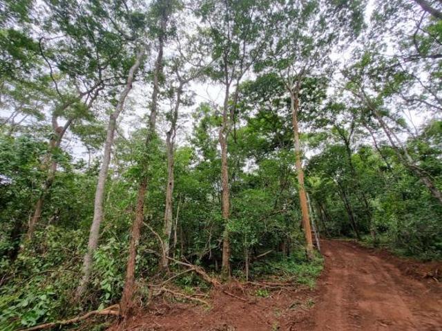 FAZENDA COMPLETA EM ARINOS MG – 202 HECTARES | PRONTA PRA PRODUZIR!