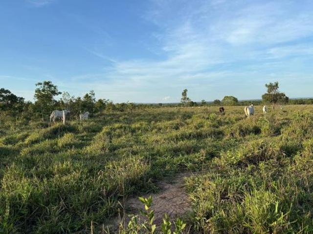 FAZENDA DUPLA APTIDÃO EM BURITIZEIRO / PAREDÃO DE MINAS – MG