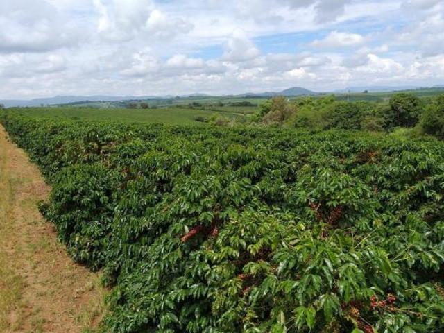 Fazenda de Café 60 Alqueires Contendo 550 mil Pés de café Planta mais 100 mil Pés Terra Roxa da Melh