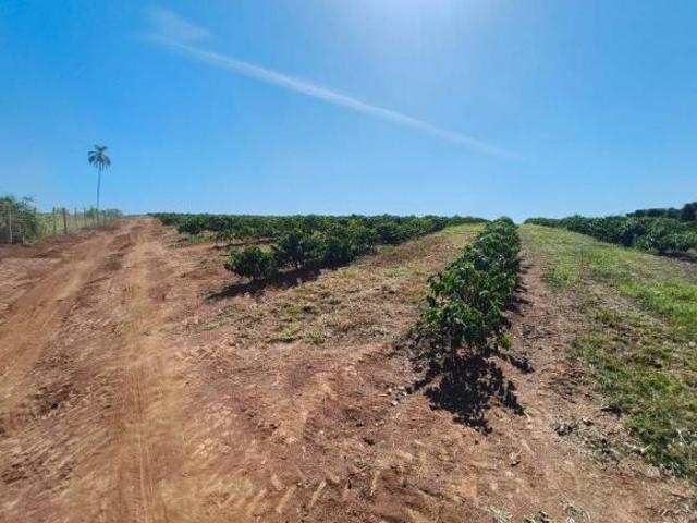 Fazenda de Café com 300 Mil Pés na Região de Alfenas MG – Porteira Aberta para Al