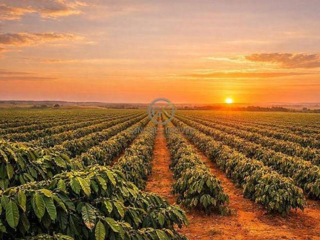 Fazenda de Café e Pecuária à Venda em Presidente Olegário