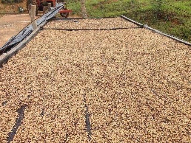 Fazenda de café especial no Sul de MG com produção premium e potencial de valorização