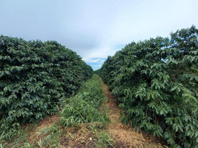 FAZENDA DE CAFÉ NA REGIÃO DE MACAÚBAS DE BAIXO