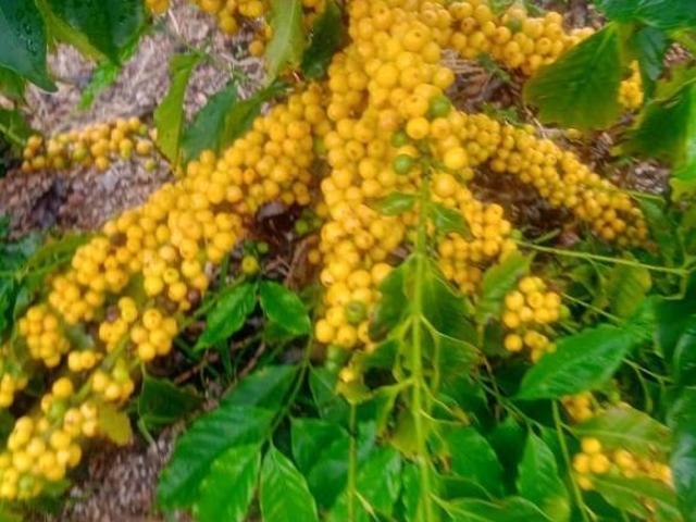Fazenda de café, na região de Capitólio 207 hectares Altitude acima de 900, com 400 mil pés de c