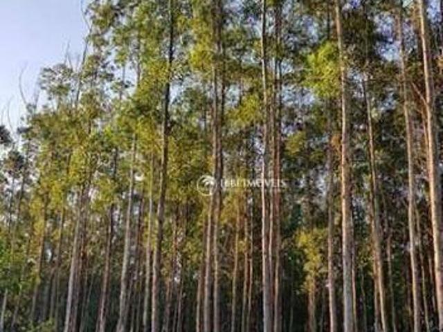 Fazenda de eucalipto 2017 DOIS MIL E DEZESSETE HECTARES