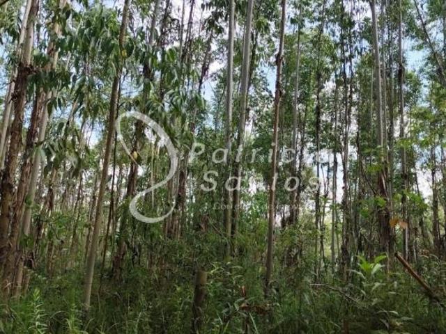 Fazenda de eucalipto à venda em Silveiras SP: 330,00 alqueires, oportunidade única!