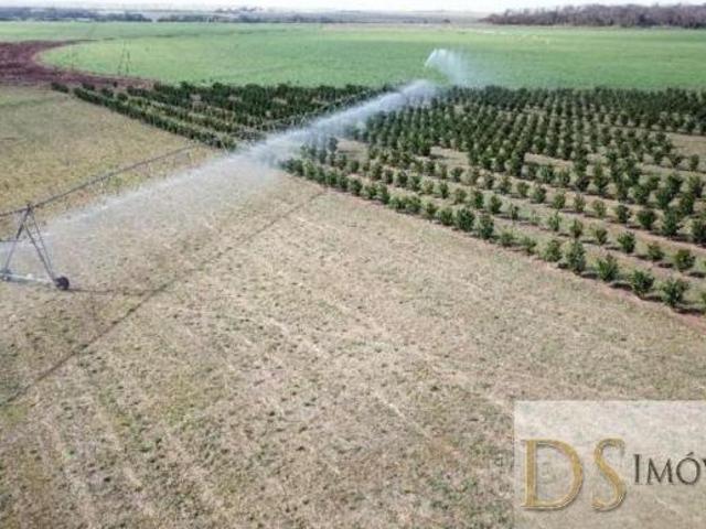 FAZENDA DE LARANJA A VENDA NA REGIÃO DE VOTUPORANGA SP, COM ÁREA TOTAL DE 65,42 ALQUEIRES, TOPOGRAFI