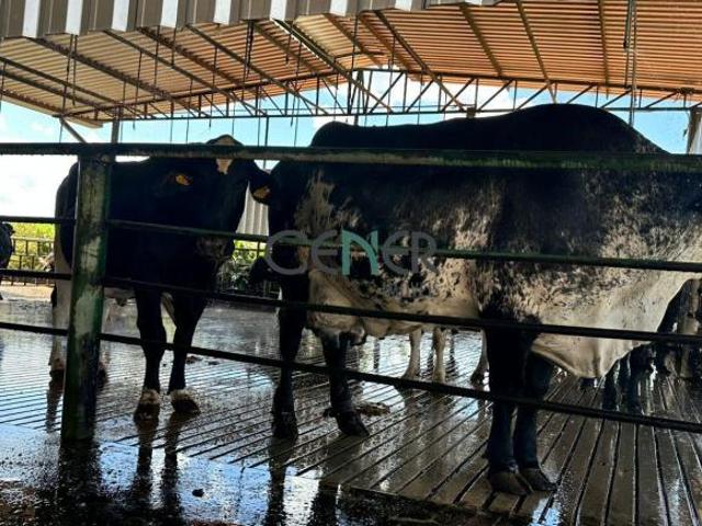 FAZENDA DE 148,85 HA COM ALTA PRODUÇÃO DE LEITE