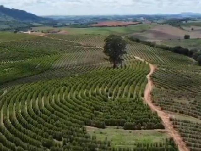 Fazenda de 126 Ha 280 mil pés de café _Sul de Minas