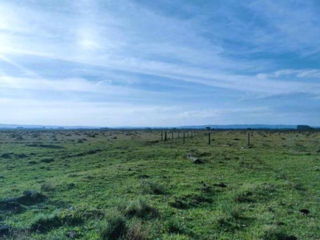 Fazenda de 208 ha em Glorinha RS Pecuária e Lavoura