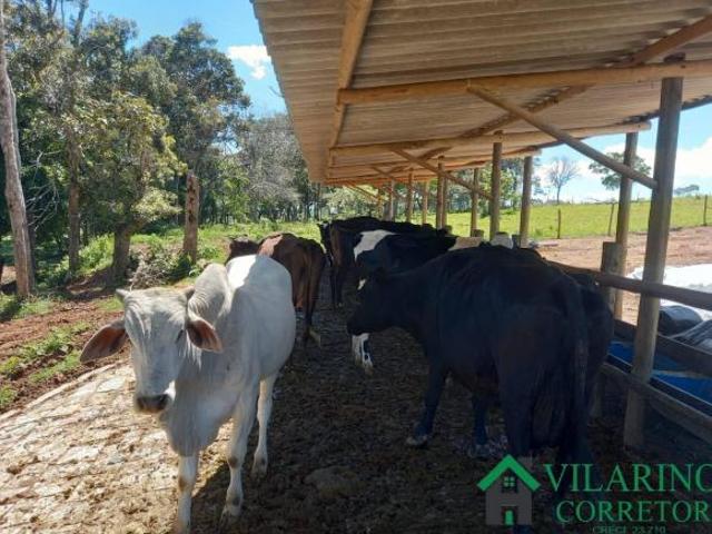 FAZENDA DE 30 ha EM PASSA TEMPO MG