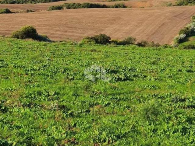 FAZENDA DE 315 HECTARES EXCELENTE LOCALIZAÇÃO PERTO DE SÃO GABRIEL RS