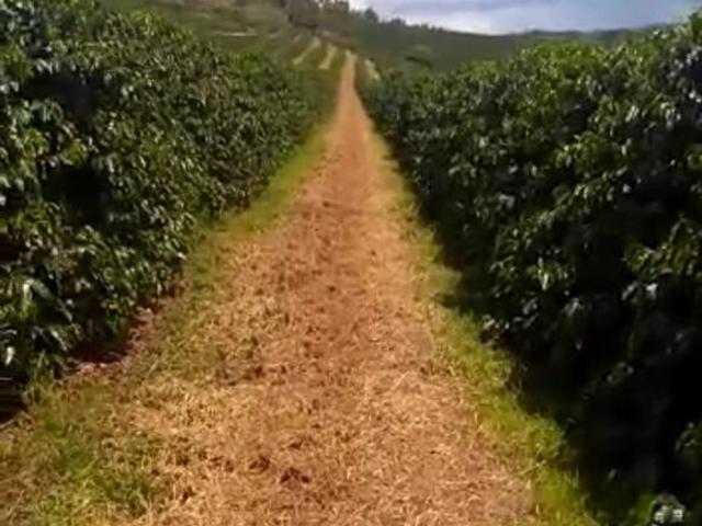 Fazenda de 50 alqueires _ Café _ região de Campestre _ Botelhos_ Divisa Nova, sul