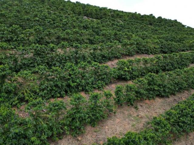Fazenda de 66,2 hectares Propriedade é Mista Café e Pecuária