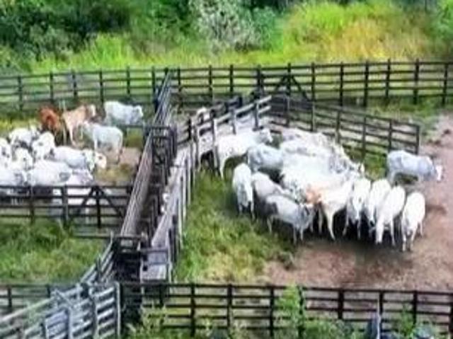 Fazenda de 81 Hectares em Pouso Alto/MG – Ideal para Pecuária e Cultivos de Altitud