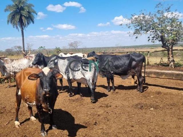 Fazenda e 64 hectares na região de Abaeté/MG – Estrutura completa para pecuária