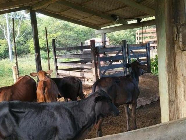 Fazenda em Novo Cruzeiro