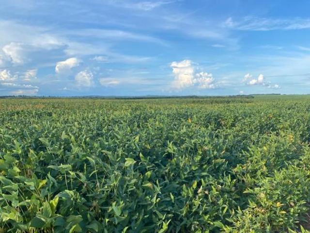 Fazenda em Barra do Garça MT