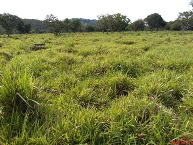 Fazenda em Claraval cafe