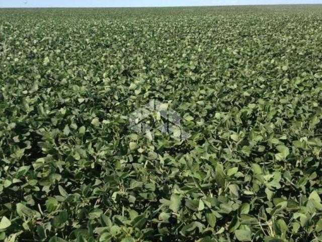 Fazenda em Eldorado do Sul no RS com 300 ha na beira da BR 290
