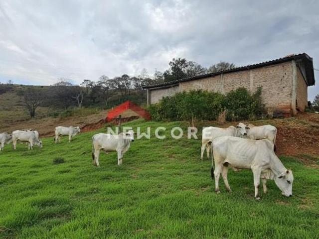 Fazenda em Entrada Pela Rodovia Pr 445, Km 55 – Irerê pr Patrimônio Selva Selva/PR