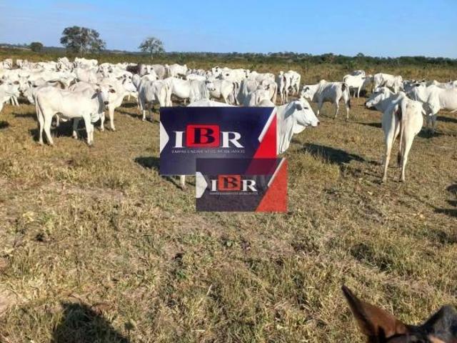 Fazenda em Pedra Preta MT