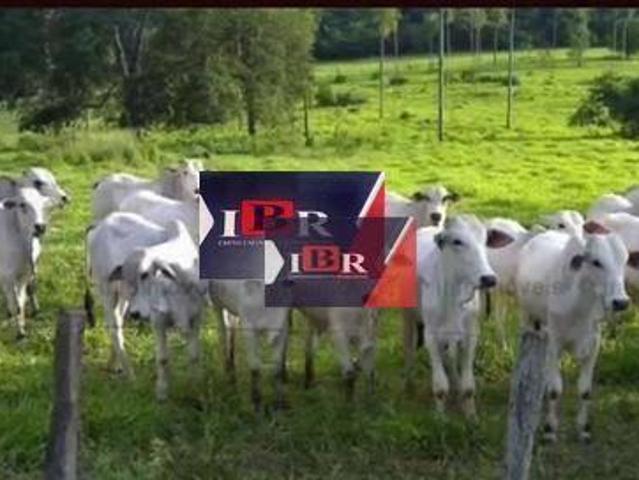 Fazenda em Sidrolândia MS