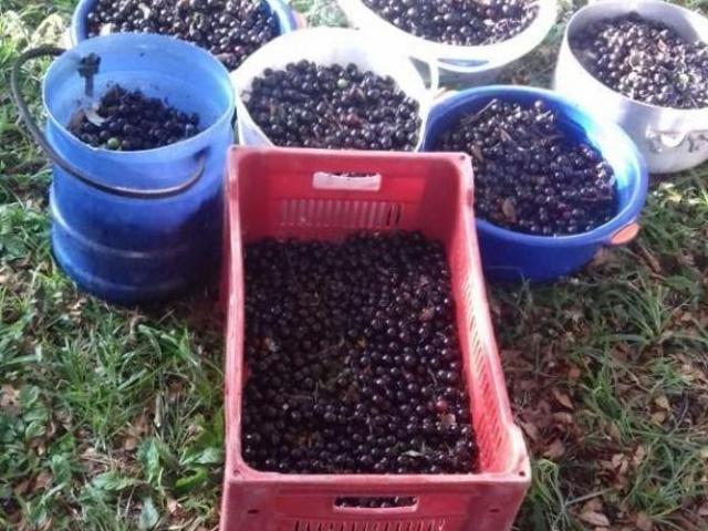 Fazenda espetacular para agricultura