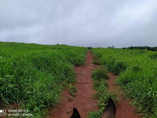 Fazenda, Fazenda 1450 Hectares, São João da Ponte, MG