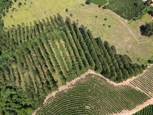 Fazenda, Fazenda de 79 Hectares, São Gonçalo do Sapucaí, MG