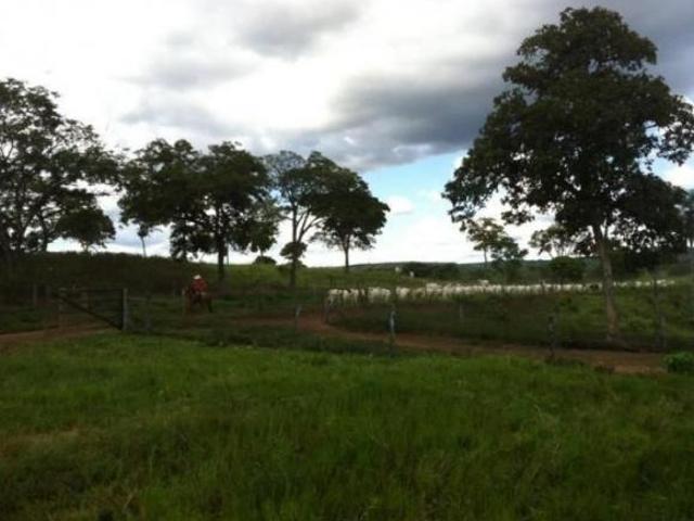 FAZENDA GUARANI GO 230 ALQ.PRÓPRIA P/ENGORDA DE GADO,COM GEO