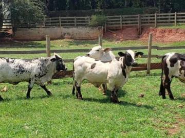 Fazenda itaiassu com 291 hectares 2.910.000m2 com 3 represas 118 baías de cavalos 6 casas de