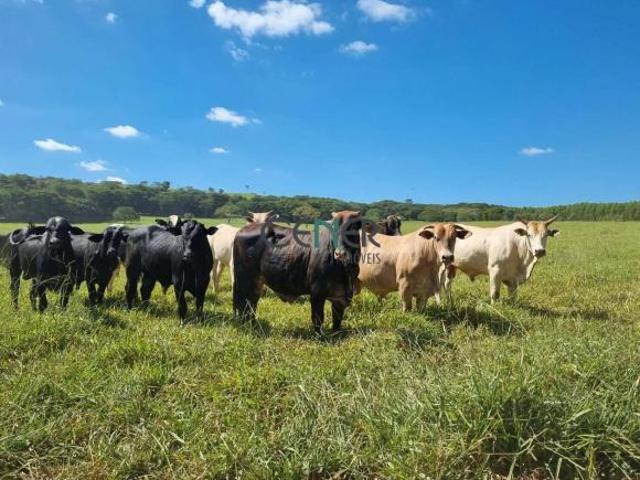 Fazenda impressionante de 1 762 ha a 200 km de BH