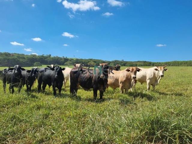 Fazenda impressionante de 1 762 ha a 200 km de BH