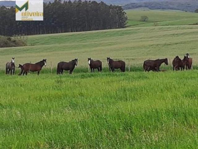 Fazenda Lavoura para Venda em Centro São Francisco de Assis RS
