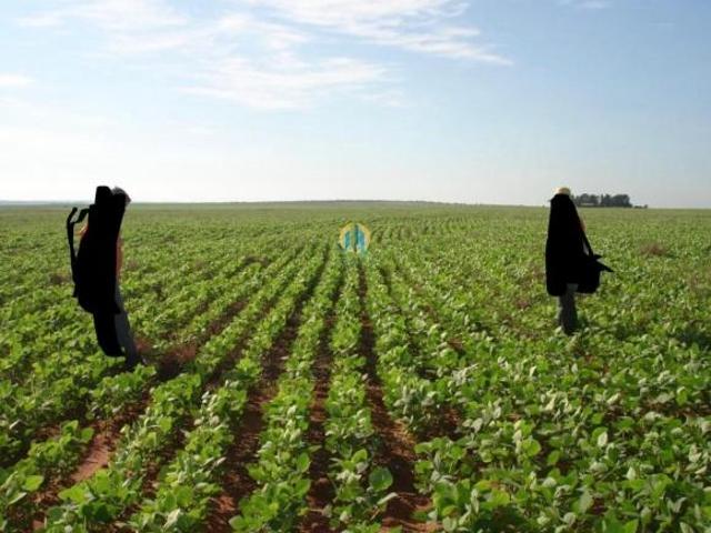 Fazenda Lavoura PARANHOS / MATO GROSSO DO SUL