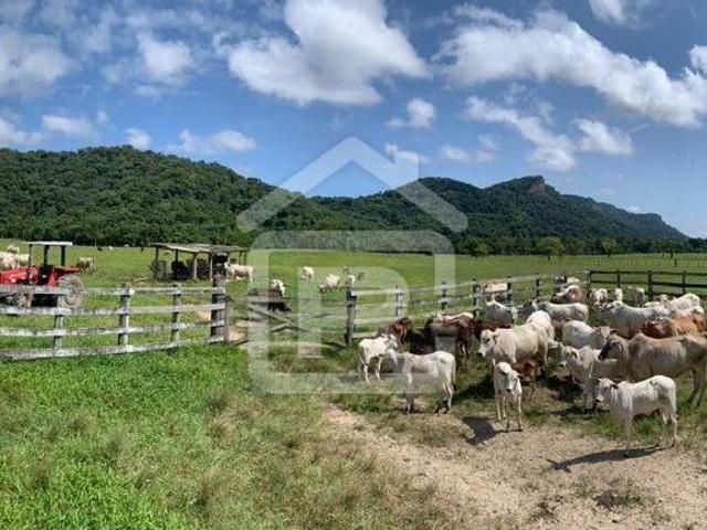 Fazenda localizada em Iguape em plena atividade totalizando 160 alqueires, sendo 50 alqueires em p
