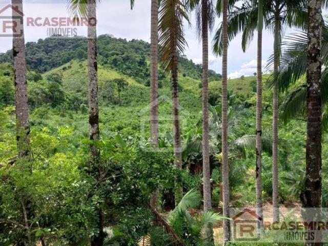 Fazenda localizada em Juquia SP, topografia parcialmente plana, contendo plantação de palmito pupun