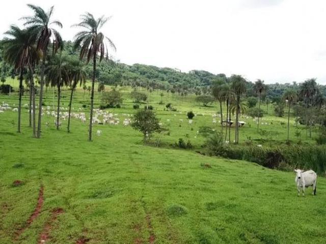 FAZENDA PARA GADO SP